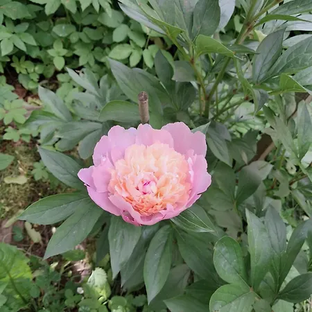 Wind & Water Шале Делнице